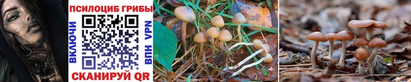 Псилоцибиновые грибы Magic Shrooms где продают наркотики Дятьково